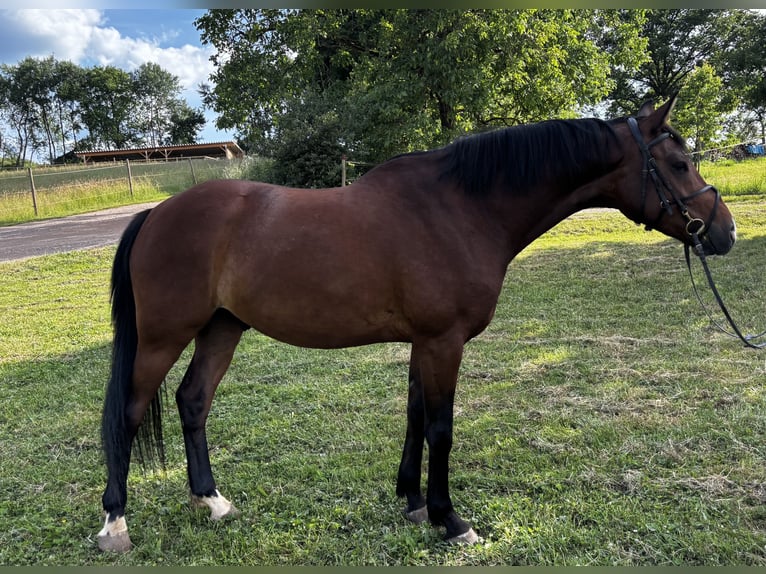 Caballo alemán Caballo castrado 5 años 162 cm Castaño in Schweich