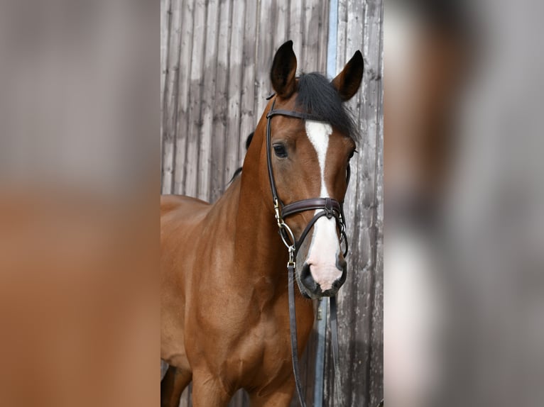 Caballo alemán Caballo castrado 5 años 162 cm Castaño in Geilenkirchen
