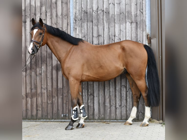 Caballo alemán Caballo castrado 5 años 162 cm Castaño in Geilenkirchen