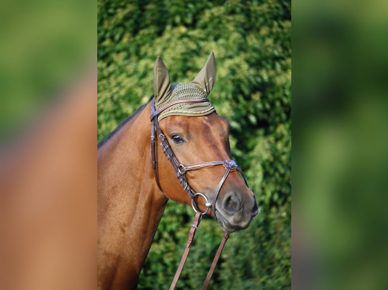 Caballo alemán Caballo castrado 5 años 163 cm Castaño in Gevelsberg