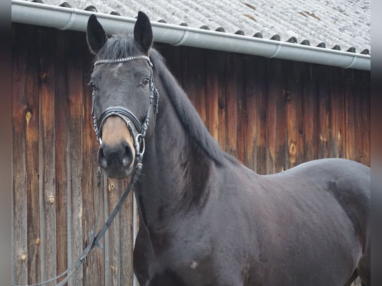 Caballo alemán Caballo castrado 5 años 164 cm Morcillo in Neudrossenfeld