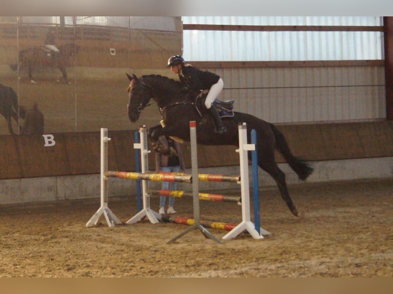 Caballo alemán Caballo castrado 5 años 164 cm Morcillo in Neudrossenfeld