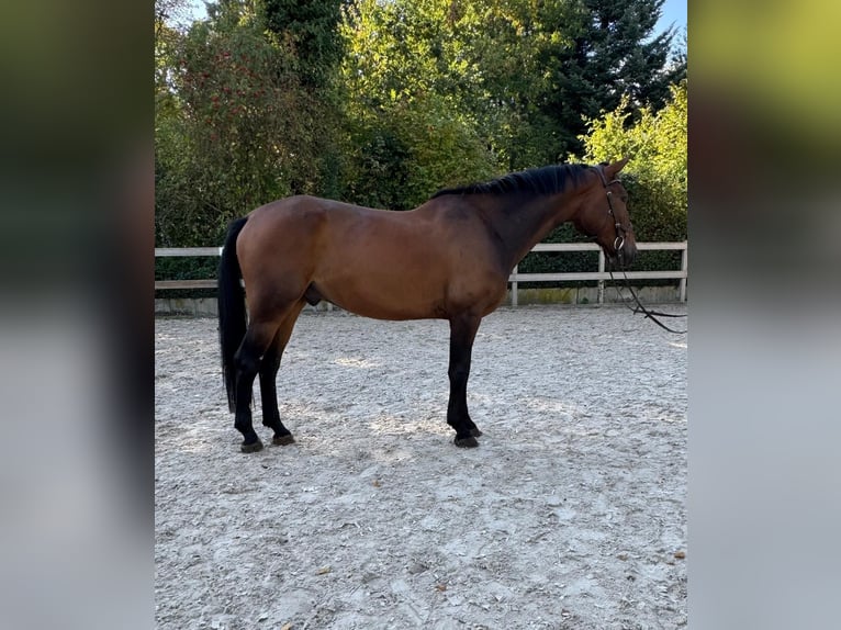 Caballo alemán Caballo castrado 5 años 165 cm Castaño in Woldert