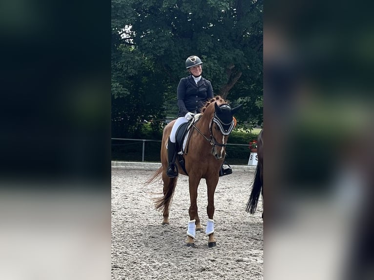 Caballo alemán Caballo castrado 5 años 167 cm Alazán in Besigheim