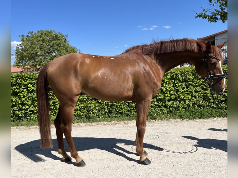 Caballo alemán Caballo castrado 5 años 167 cm Alazán in Besigheim