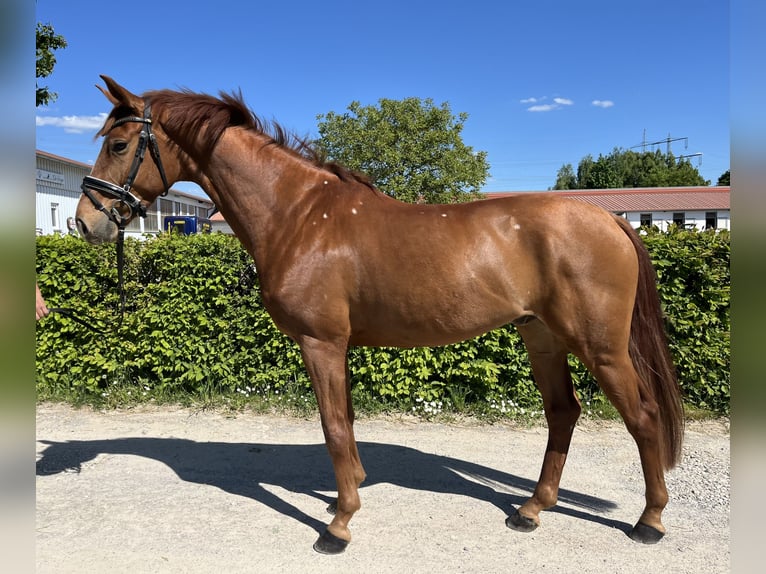 Caballo alemán Caballo castrado 5 años 167 cm Alazán in Besigheim