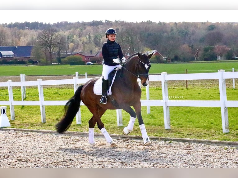 Caballo alemán Caballo castrado 5 años 168 cm Castaño in Recke, bei Osnabrück