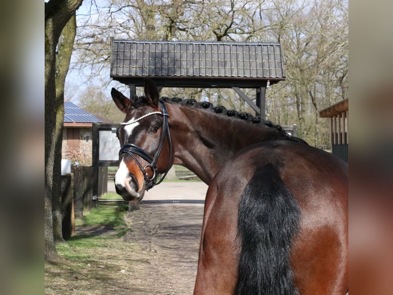 Caballo alemán Caballo castrado 5 años 168 cm Castaño in Recke, bei Osnabrück