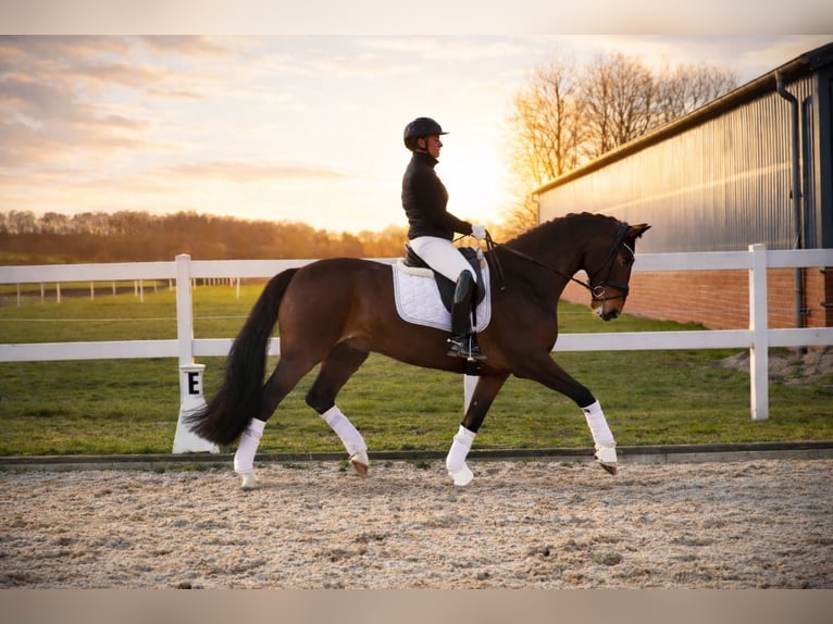 Caballo alemán Caballo castrado 5 años 168 cm Castaño in Recke, bei Osnabrück