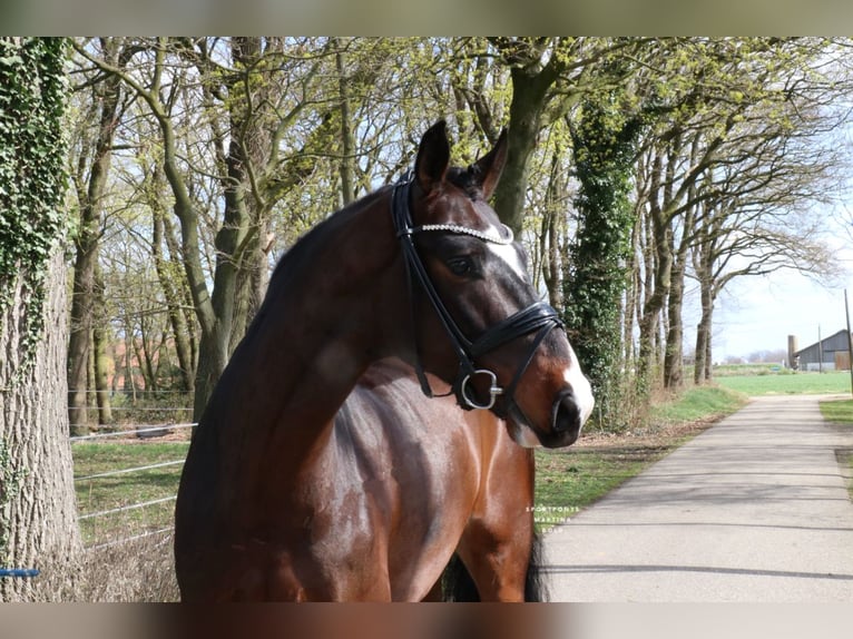 Caballo alemán Caballo castrado 5 años 168 cm Castaño in Recke, bei Osnabrück