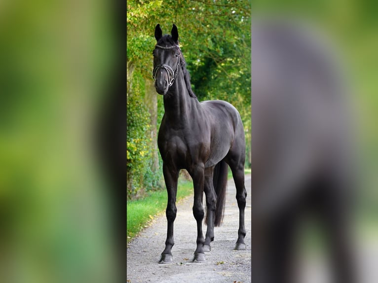 Caballo alemán Caballo castrado 5 años 168 cm Castaño oscuro in RhedeRhede