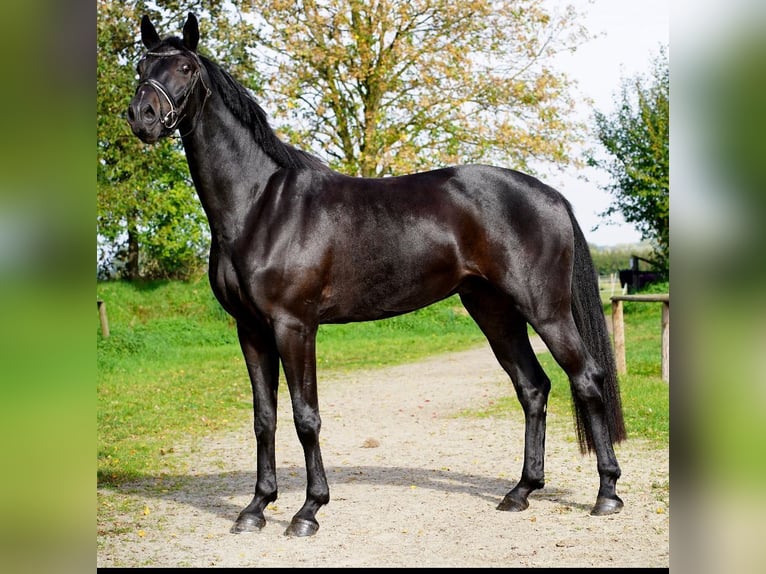 Caballo alemán Caballo castrado 5 años 168 cm Castaño oscuro in RhedeRhede