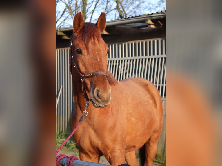 Caballo alemán Caballo castrado 5 años 170 cm Alazán in Klein Rheide