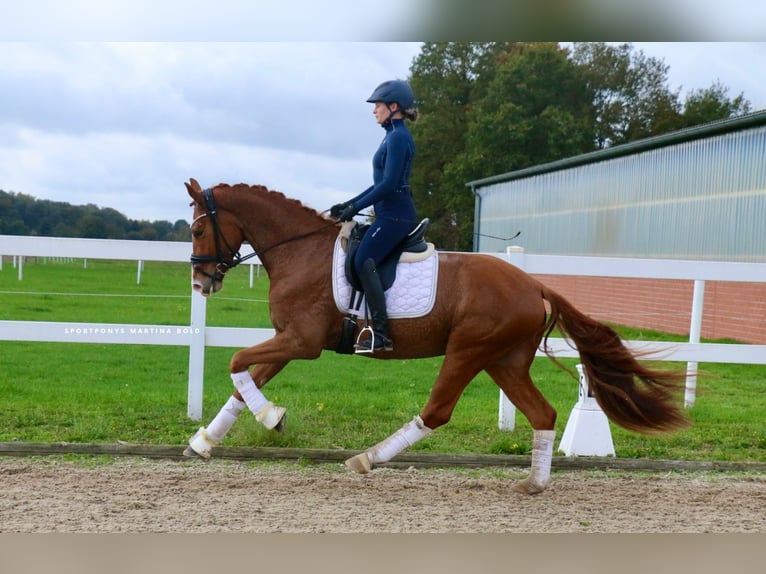 Caballo alemán Caballo castrado 5 años 170 cm Alazán in Recke, bei Osnabrück