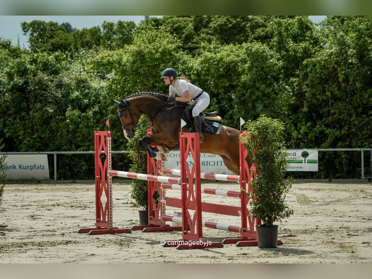 Caballo alemán Caballo castrado 5 años 170 cm Castaño in Walldorf