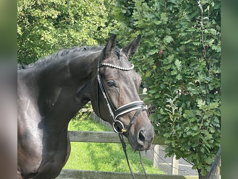 Caballo alemán Caballo castrado 5 años 170 cm Morcillo in Havixbeck