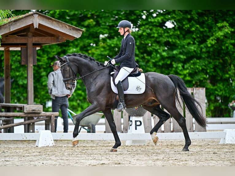 Caballo alemán Caballo castrado 5 años 170 cm Morcillo in Moosmühle
