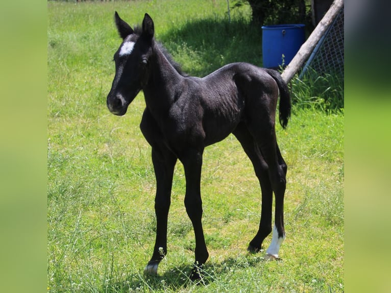 Caballo alemán Caballo castrado 5 años 170 cm Musgo in Würselen