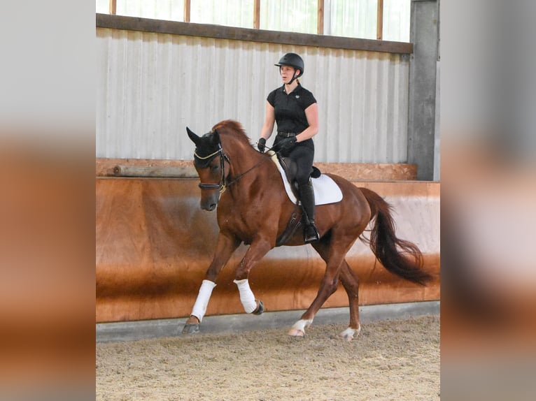 Caballo alemán Caballo castrado 5 años 172 cm Alazán in M&#xFC;cke