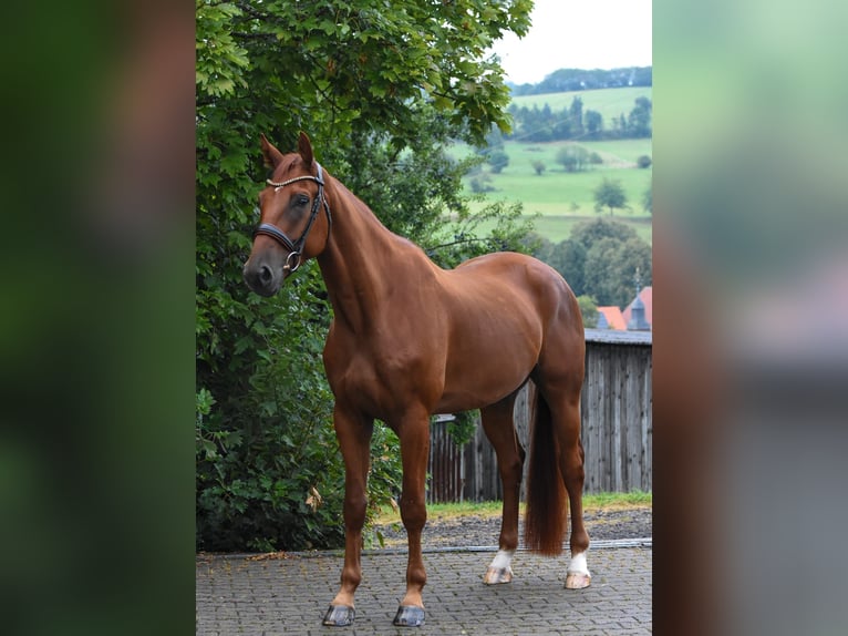 Caballo alemán Caballo castrado 5 años 172 cm Alazán in M&#xFC;cke