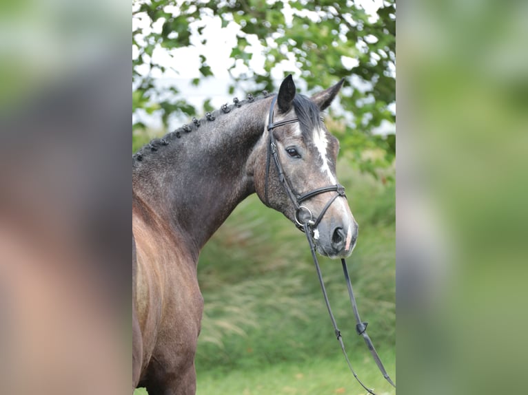 Caballo alemán Caballo castrado 5 años 172 cm Musgo in Neuenrade