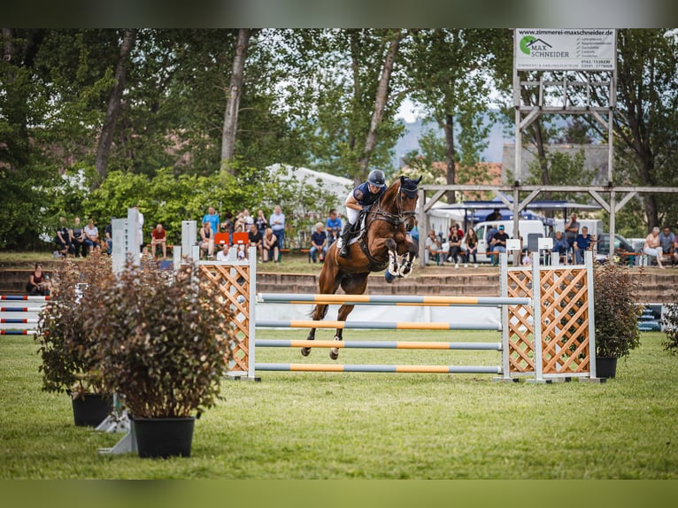 Caballo alemán Caballo castrado 5 años 173 cm Castaño in Nei&#xDF;eaue