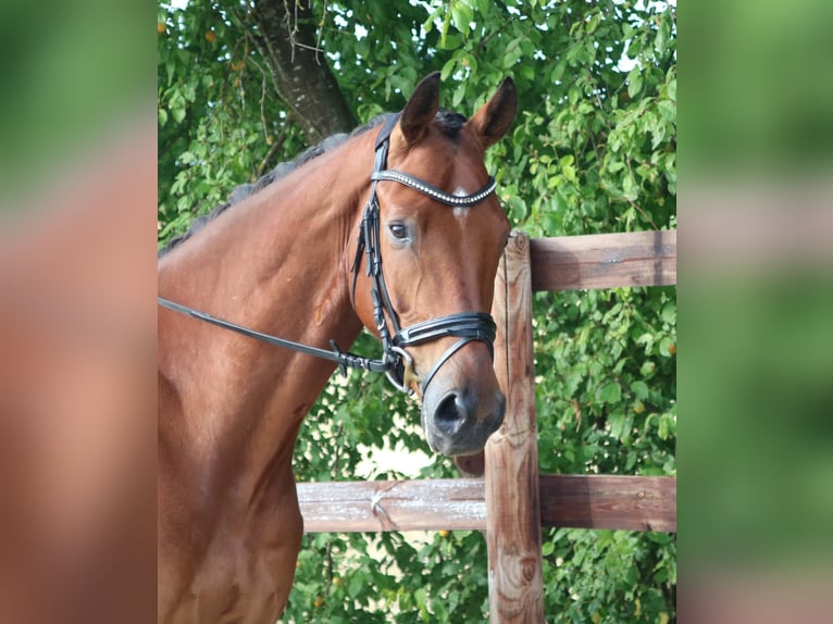 Caballo alemán Caballo castrado 5 años 173 cm Castaño in Königheim