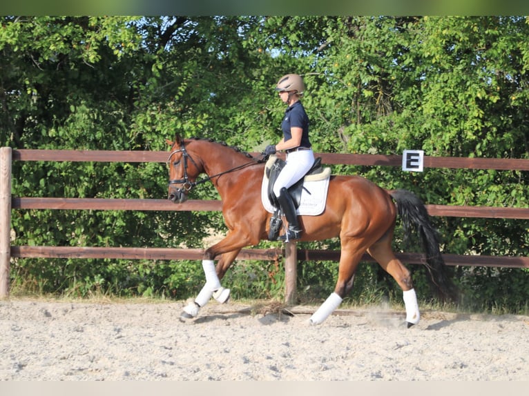 Caballo alemán Caballo castrado 5 años 173 cm Castaño in Königheim