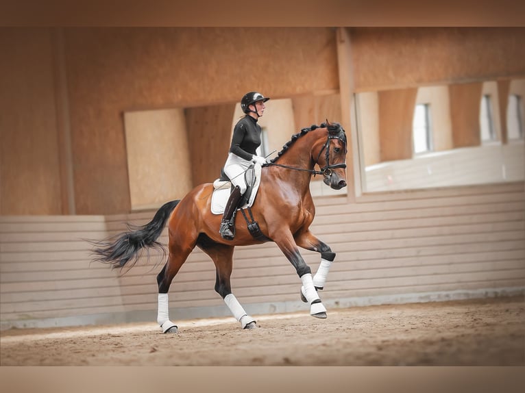 Caballo alemán Caballo castrado 5 años 175 cm  in Stockholm