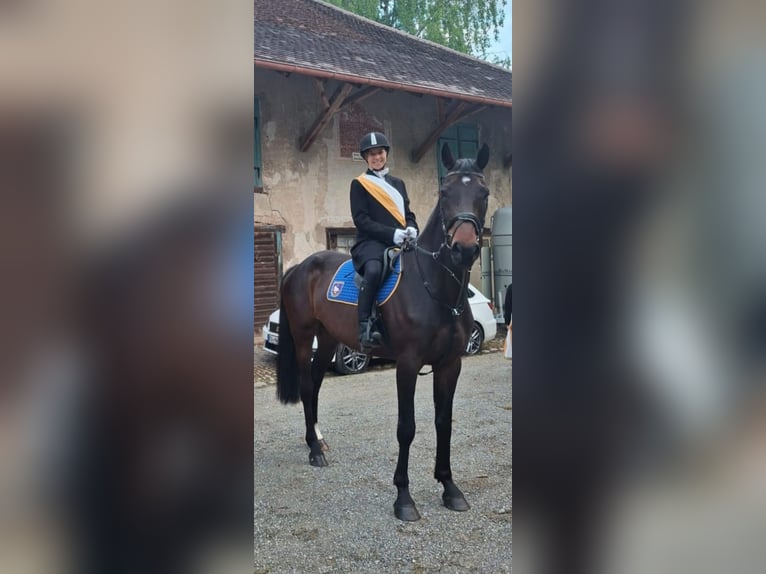 Caballo alemán Caballo castrado 5 años 175 cm Morcillo in Bad Waldsee
