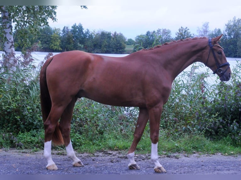 Caballo alemán Caballo castrado 5 años 176 cm Alazán in Grafenrheinfeld