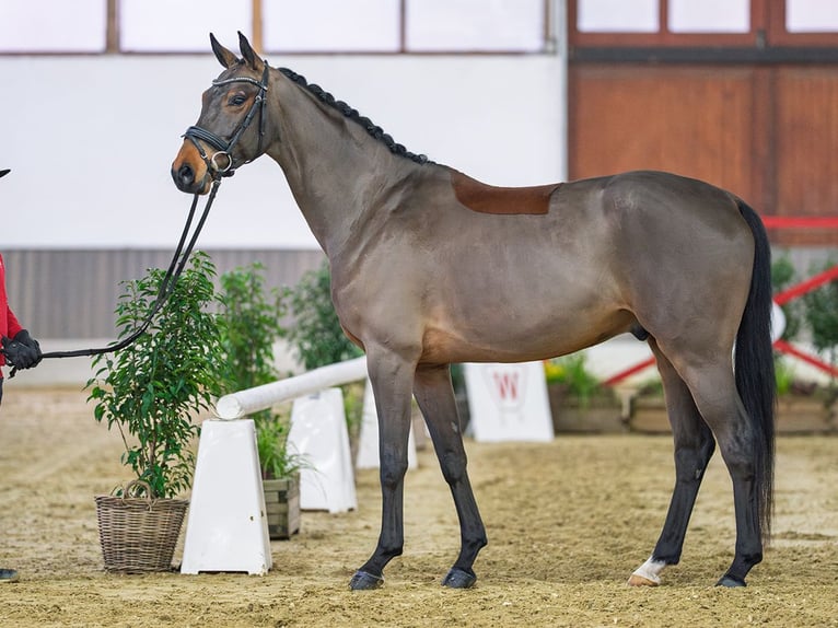 Caballo alemán Caballo castrado 5 años Castaño in Münster-Handorf
