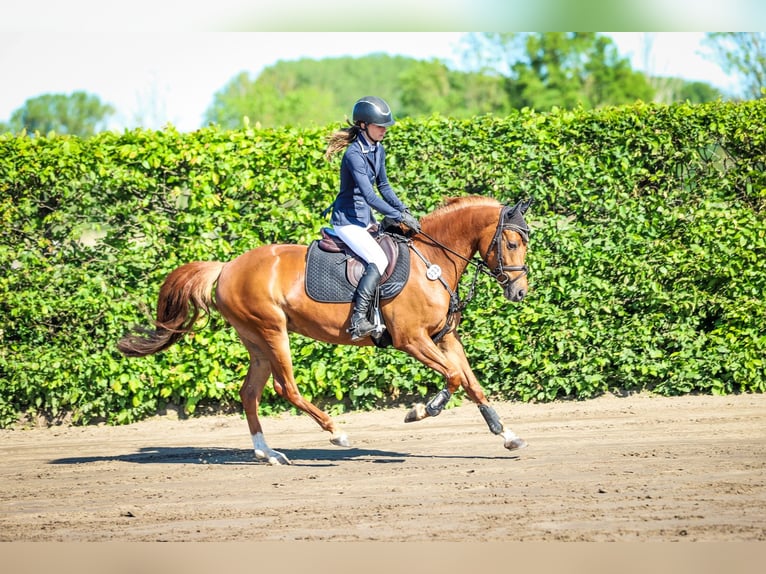 Caballo alemán Caballo castrado 6 años 145 cm Alazán in Rhinow