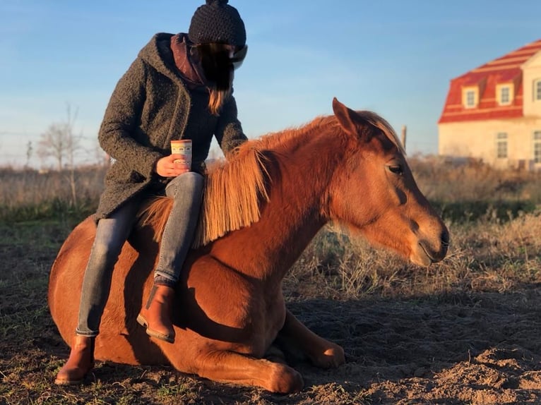 Caballo alemán Caballo castrado 6 años 145 cm Alazán in Rhinow