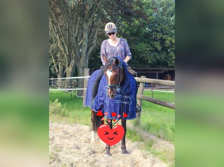 Caballo alemán Caballo castrado 6 años 146 cm Castaño in M&#xF6;nchengladbach