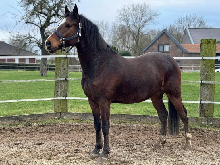 Caballo alemán Caballo castrado 6 años 155 cm Castaño in Mönchengladbach