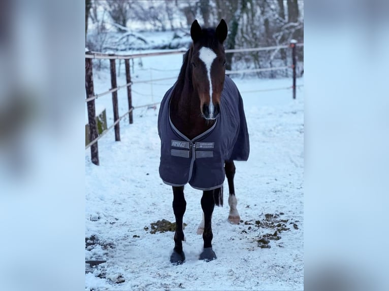 Caballo alemán Caballo castrado 6 años 155 cm Castaño in Mönchengladbach