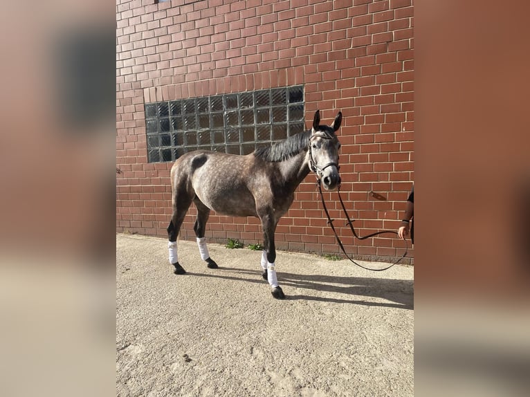 Caballo alemán Mestizo Caballo castrado 6 años 155 cm Musgo in Burgdorf