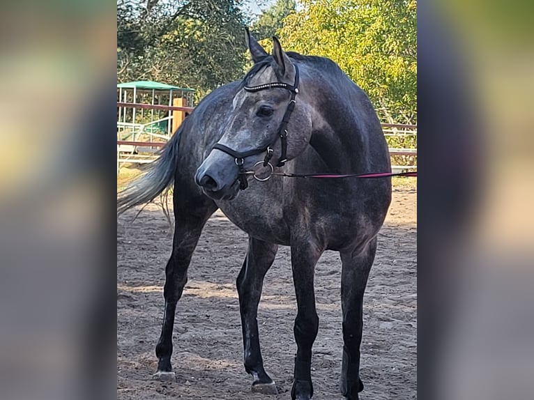 Caballo alemán Mestizo Caballo castrado 6 años 155 cm Musgo in Burgdorf
