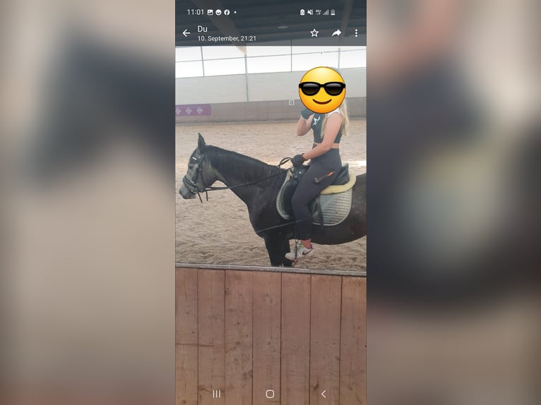Caballo alemán Mestizo Caballo castrado 6 años 155 cm Musgo in Burgdorf