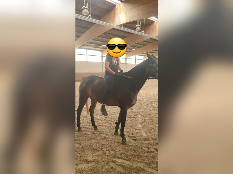 Caballo alemán Mestizo Caballo castrado 6 años 155 cm Musgo in Burgdorf