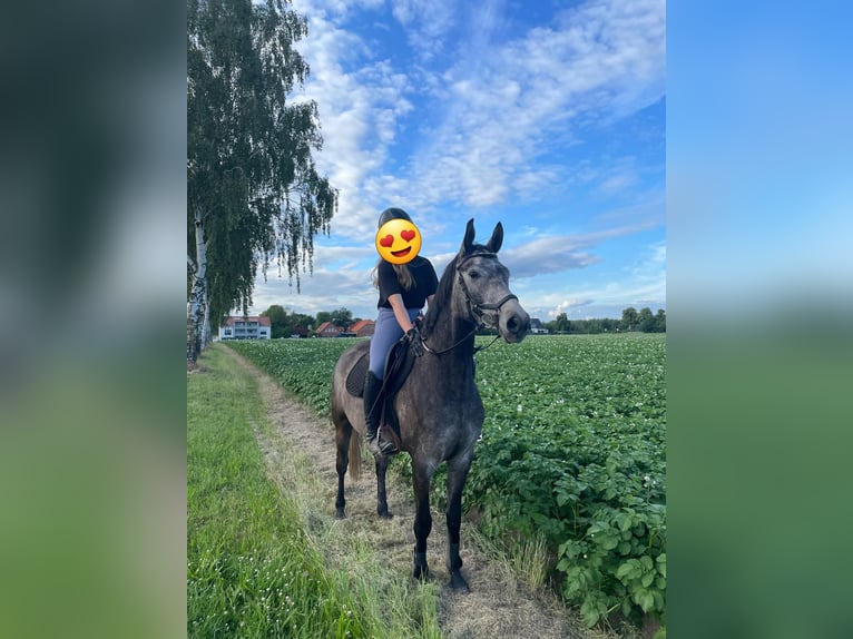 Caballo alemán Mestizo Caballo castrado 6 años 155 cm Musgo in Burgdorf