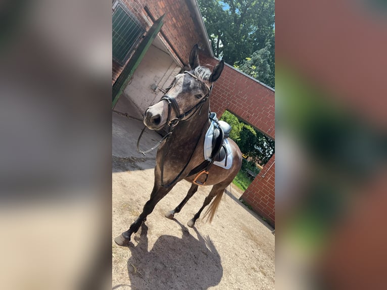 Caballo alemán Mestizo Caballo castrado 6 años 155 cm Musgo in Burgdorf