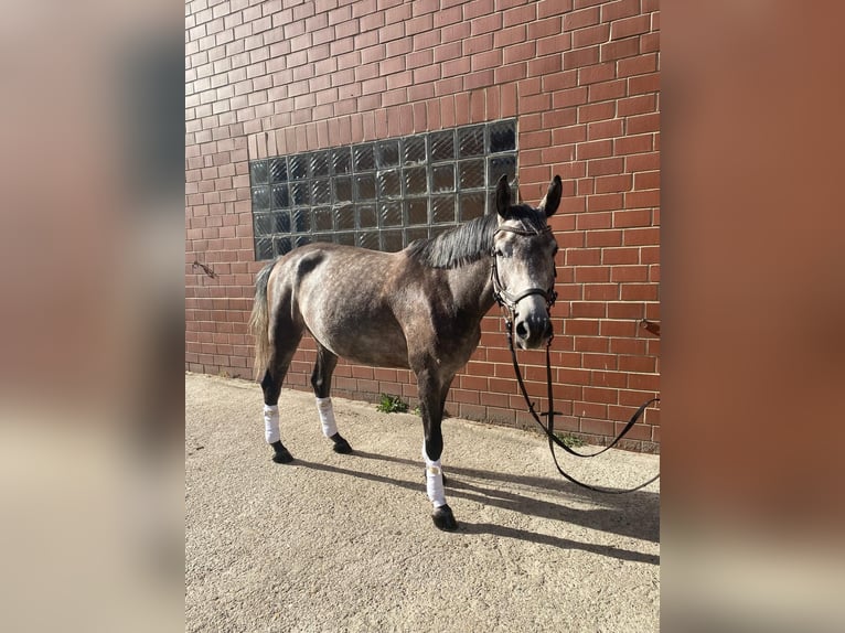 Caballo alemán Mestizo Caballo castrado 6 años 155 cm Musgo in Burgdorf