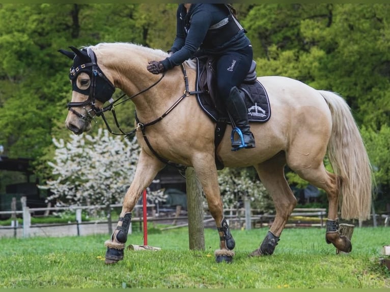 Caballo alemán Caballo castrado 6 años 157 cm Palomino in Hannover