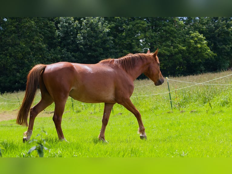 Caballo alemán Caballo castrado 6 años 160 cm Alazán in Altkirchen