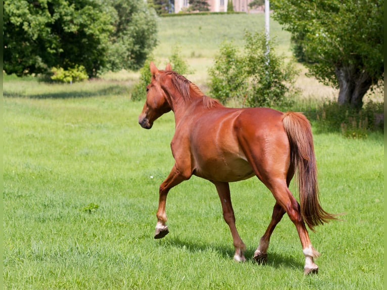 Caballo alemán Caballo castrado 6 años 160 cm Alazán in Altkirchen