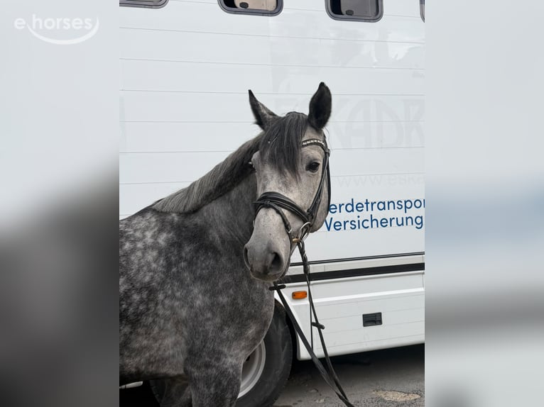 Caballo alemán Caballo castrado 6 años 160 cm Tordo rodado in Ratingen