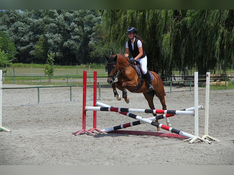 Caballo alemán Caballo castrado 6 años 163 cm Alazán-tostado in Burgenland