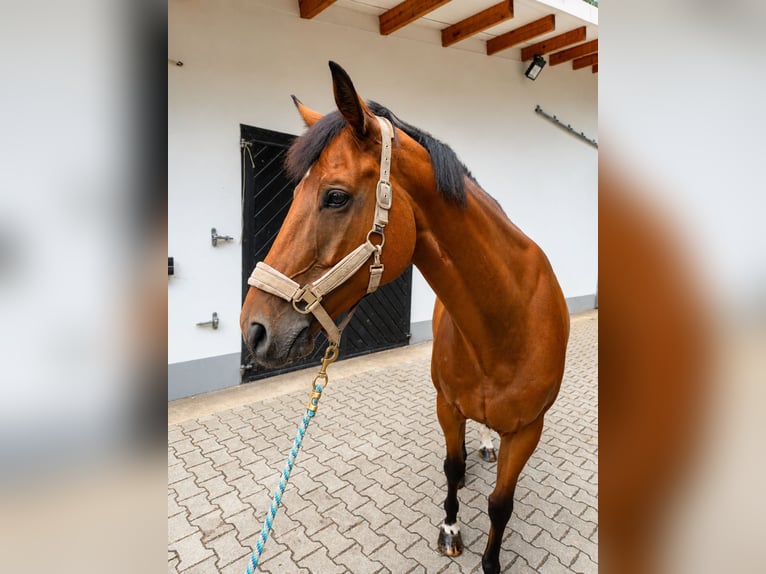 Caballo alemán Mestizo Caballo castrado 6 años 163 cm Castaño in Verl